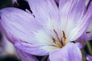 Herbstzeitlose (Colchicum autumnale) 