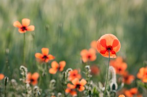 Klatschmohn (Papaver rhoeas) 