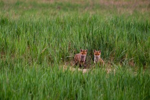Zwei Füchse an ihrem Bau – Two foxes at her Burrow          